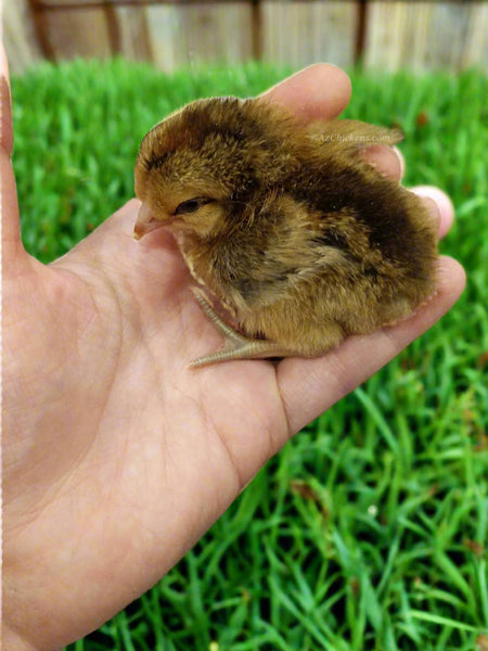 Easter Egger Chicks – Buy 10 + 5 Bonus Free (15 All-Female, Shipping Included)