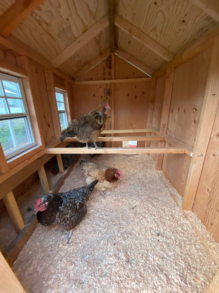 Large chicken coop plans